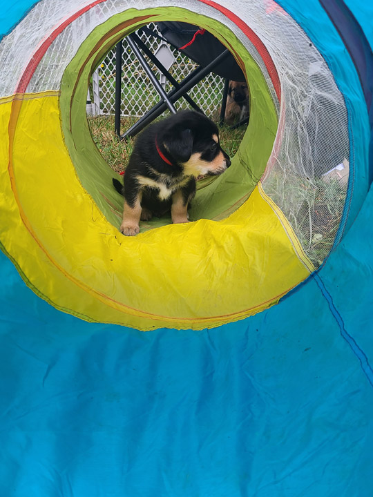 chinook dog
